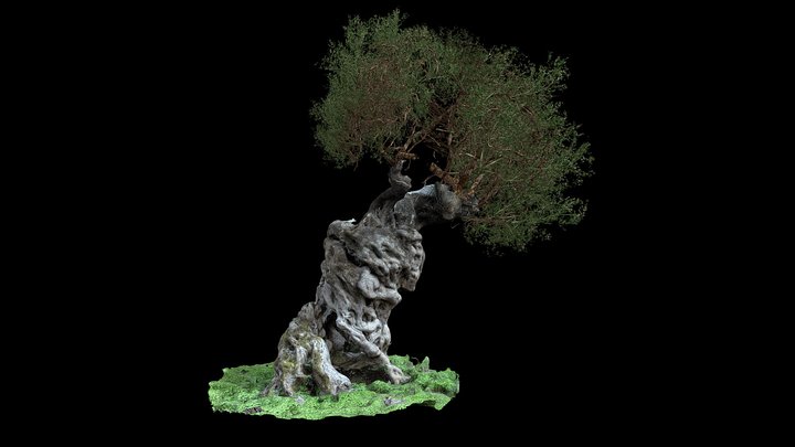 Olive Tree Panagoula Zakynthos 3D Model