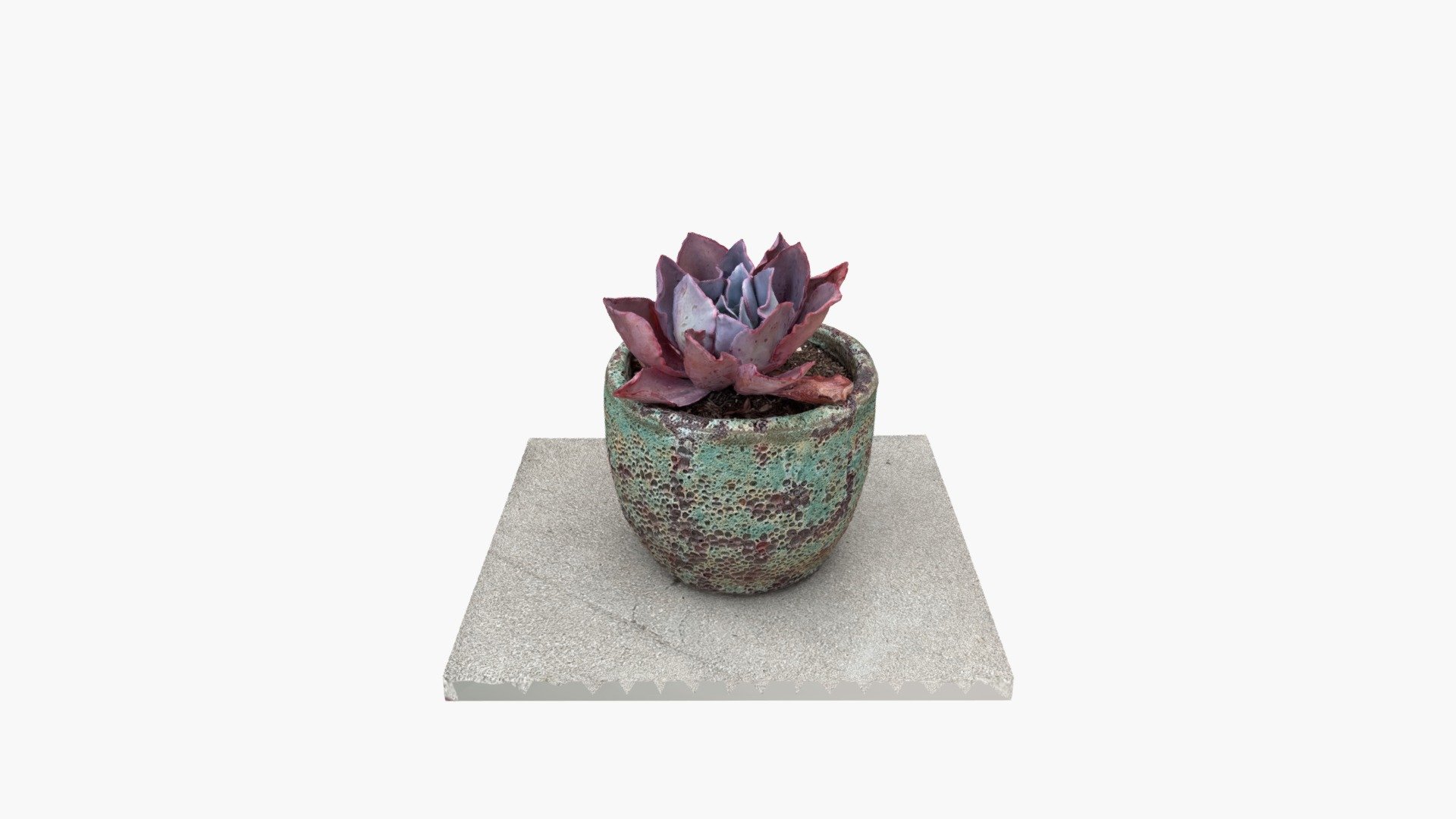 Echeveria "After Glow"