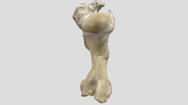 Humerus (cow) 3D Model
