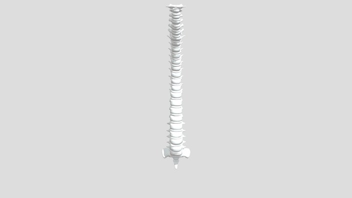 Low Poly Spinal Cord 3D Model