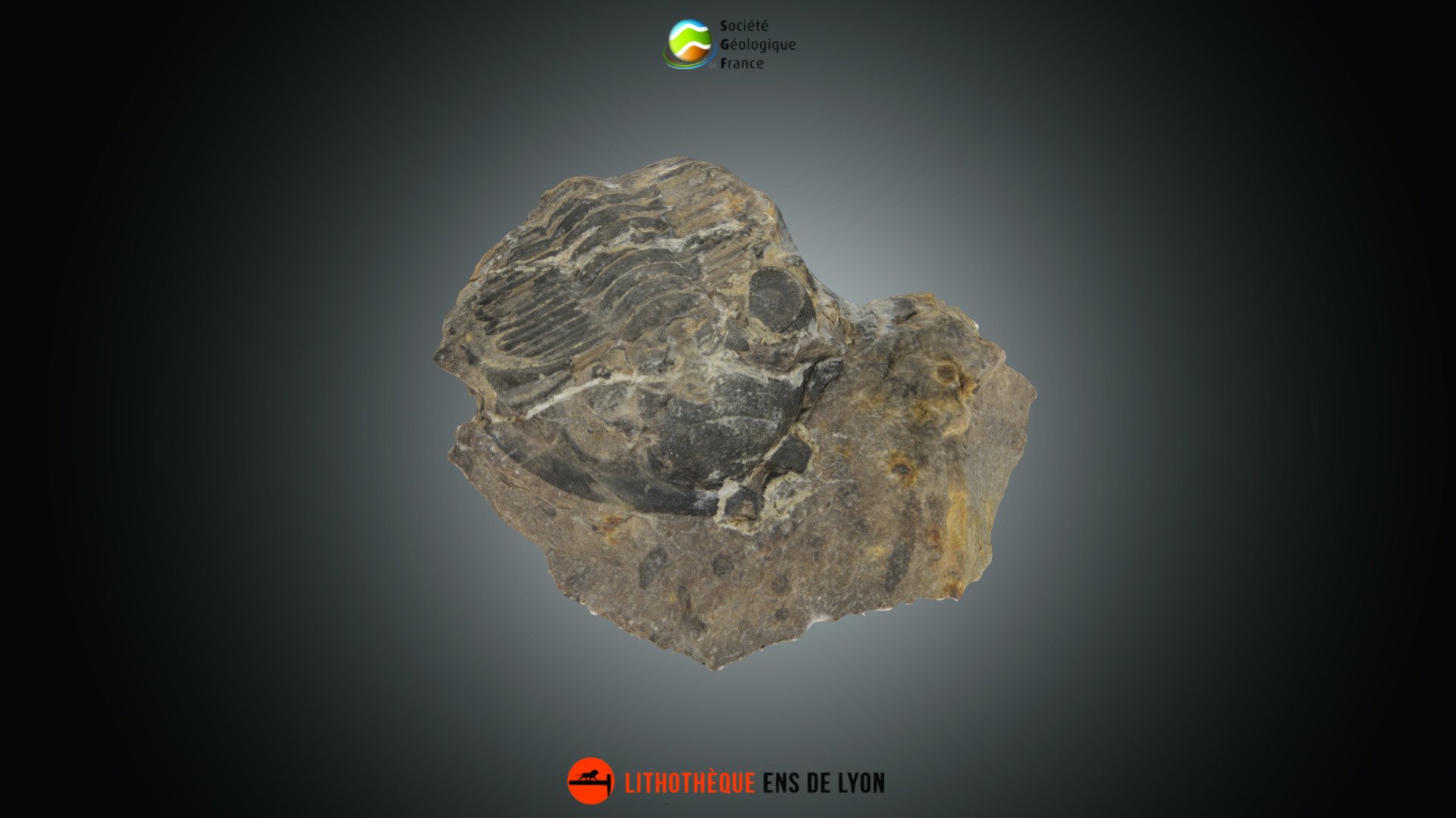 Trilobite - Zlichovaspis rugosa