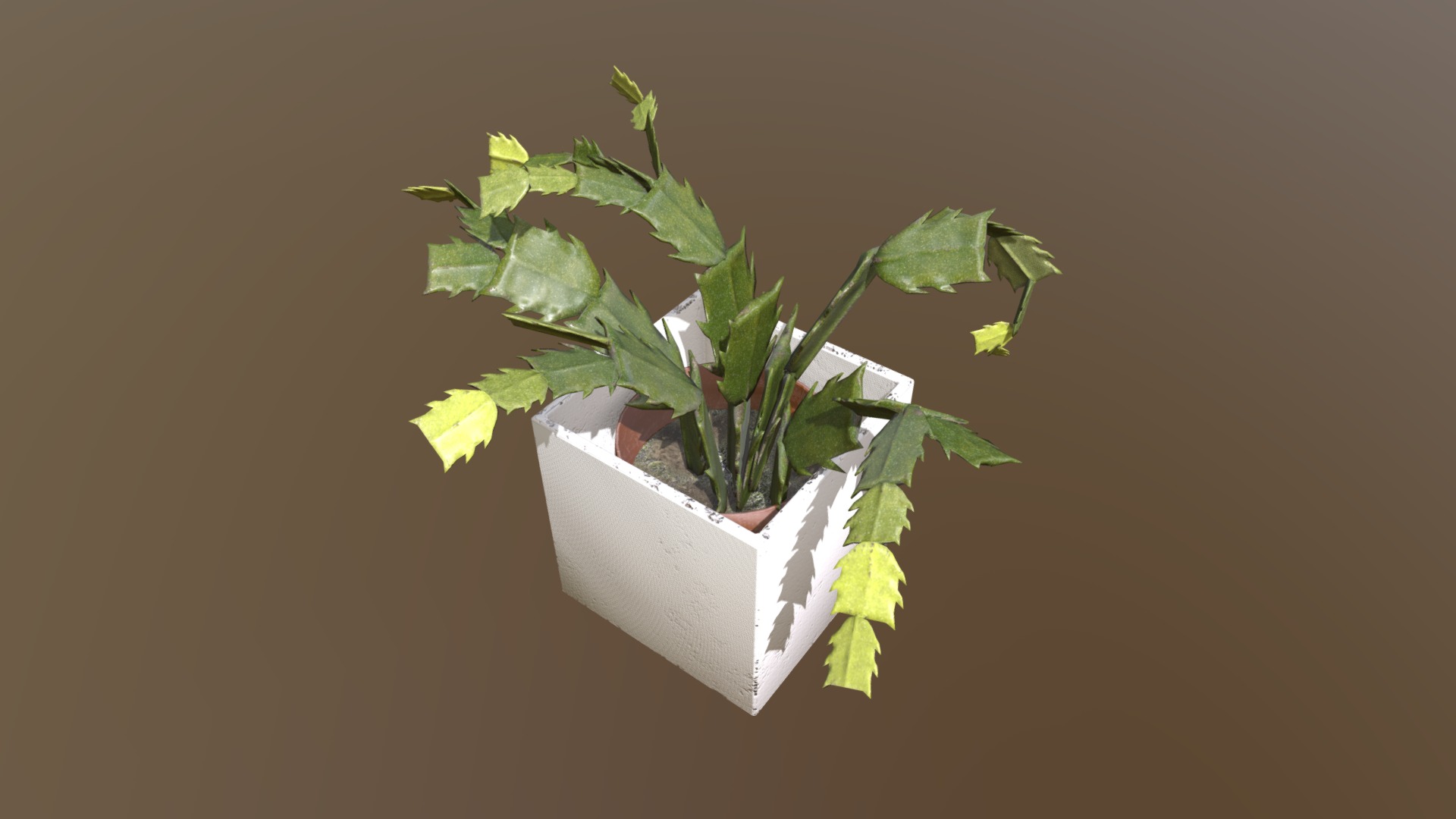 3D model Rhipsalidopsis / Easter Cactus - This is a 3D model of the Rhipsalidopsis / Easter Cactus. The 3D model is about a plant in a pot.