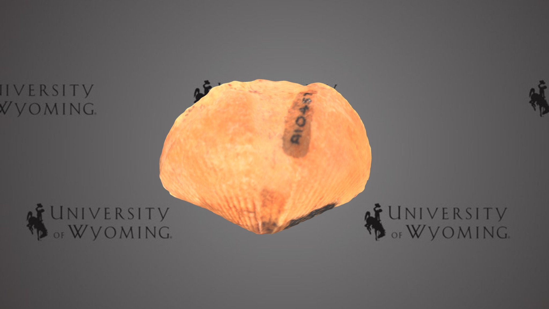 UW-A10457_B, Platyrachella oweni, Brachiopod