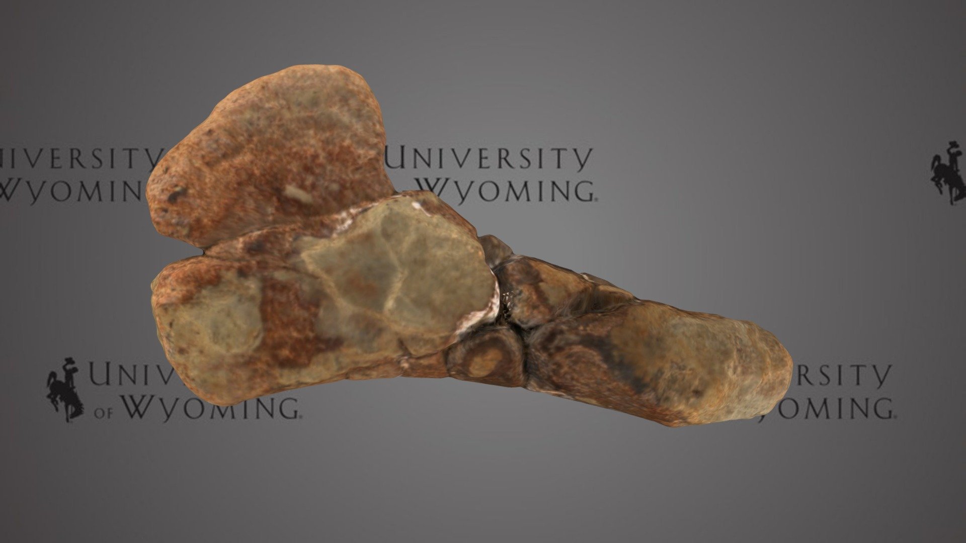 UW 24232 - Pliosauridae, Femur or Humerus