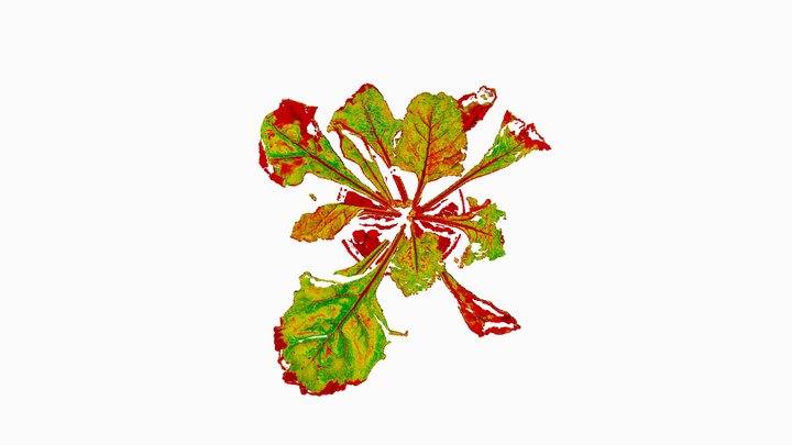 Sugar Beet (NDVI) - PlantEye F500