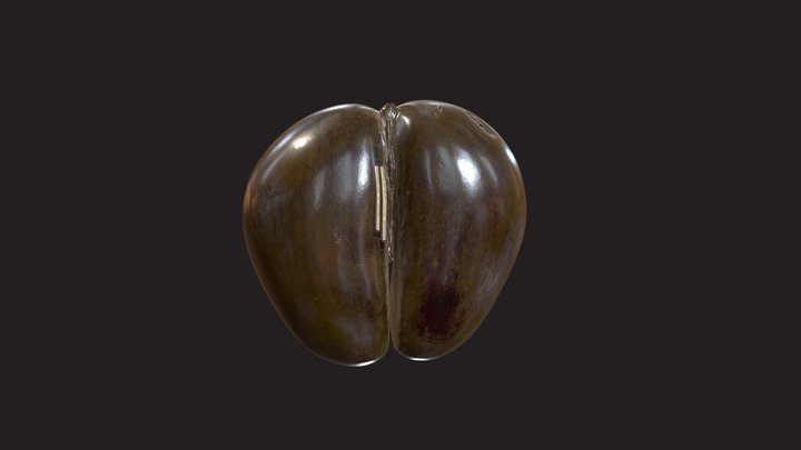 Coco de Mer 3D Model