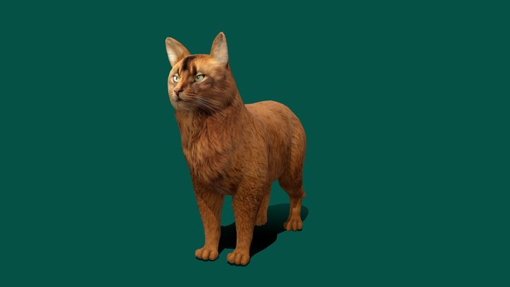 Somali Cat Animal (Lowpoly) 3D Model