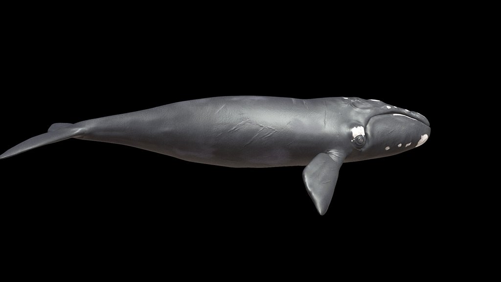 Model 55A - Southern Right Whale