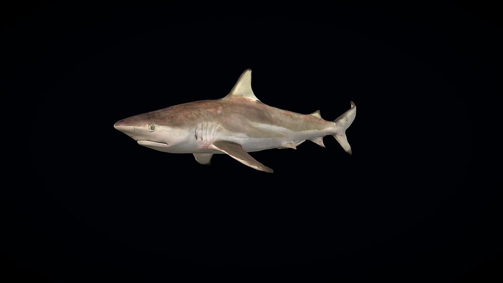 Model 9A - Blacktip Shark