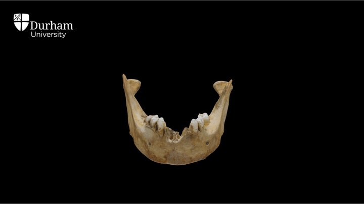 Female Mandible with annotations 3D Model