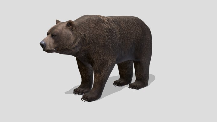Brown Bear 3D Model