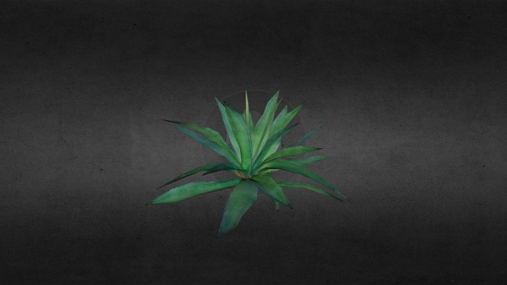 agave 3D Model