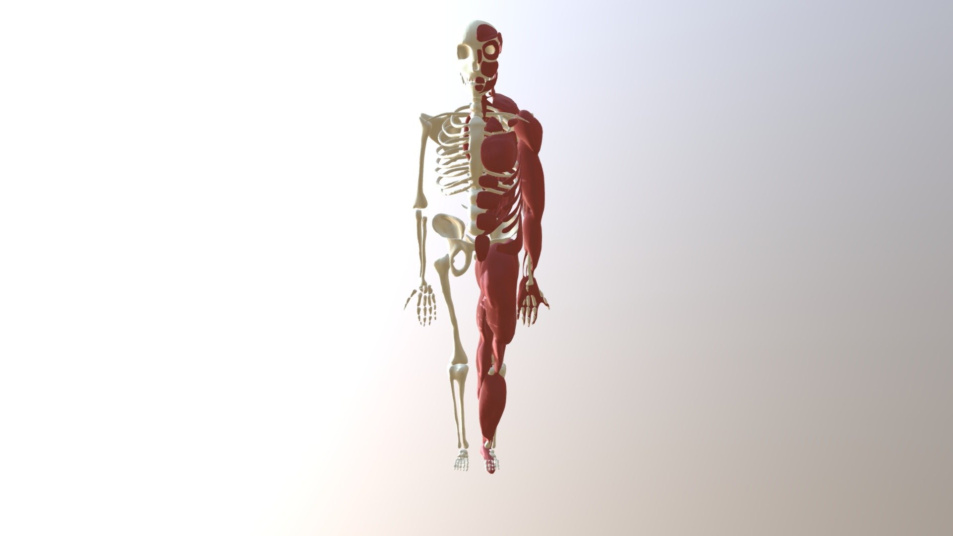 Human Bones and Muscles - 3D model by eniogutierrez [3be71bc] - Sketchfab