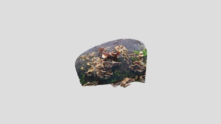 Violet toothed polypore – Modello 3D gratuito STL