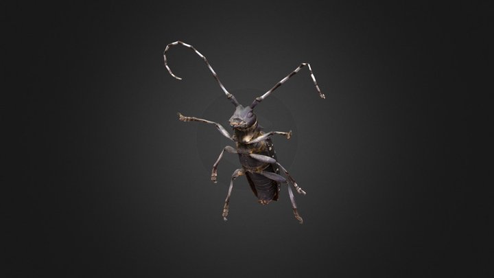 Asian Long-Horned Beetle 3D Model