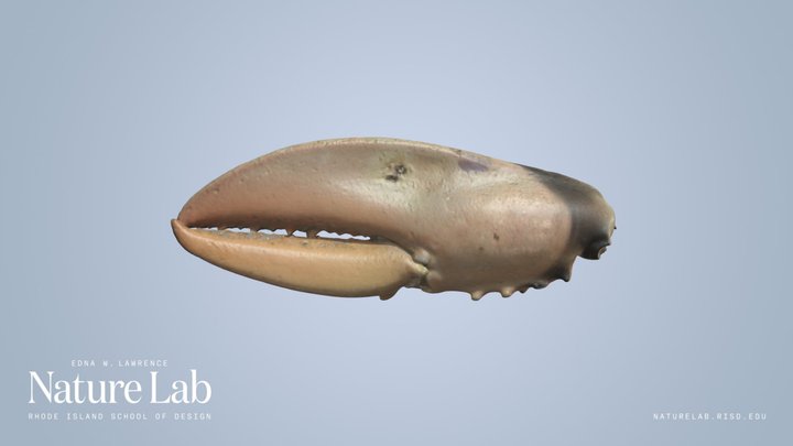 Crab Claw