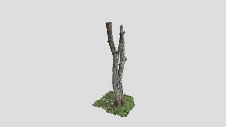 Plum tree trunk