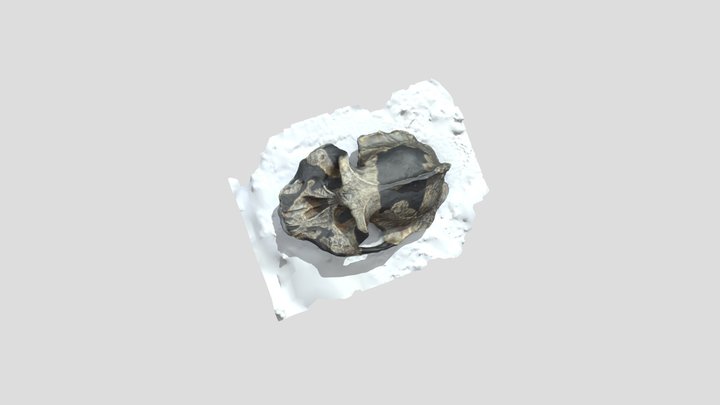 Paranthropus Robustus Final 3D Model