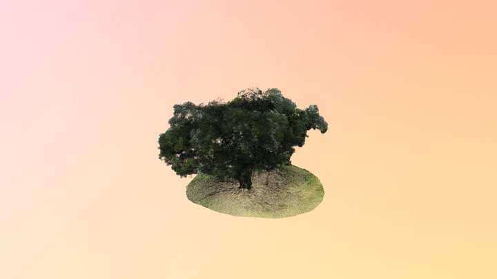 榕樹(B08) 3D Model