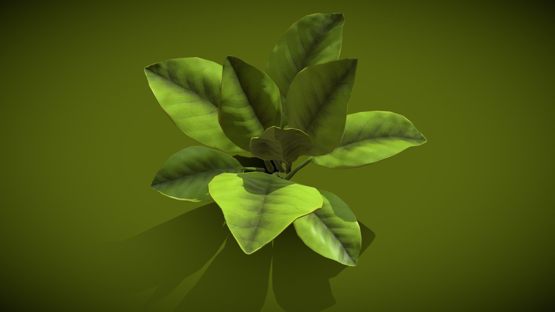 Stylized broadleaf plant Download Free 3D model by €r!c (ericdavis