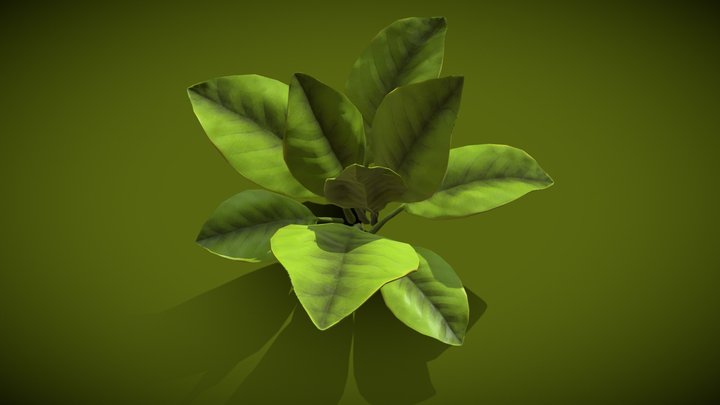 Stylized broadleaf plant 3D Model