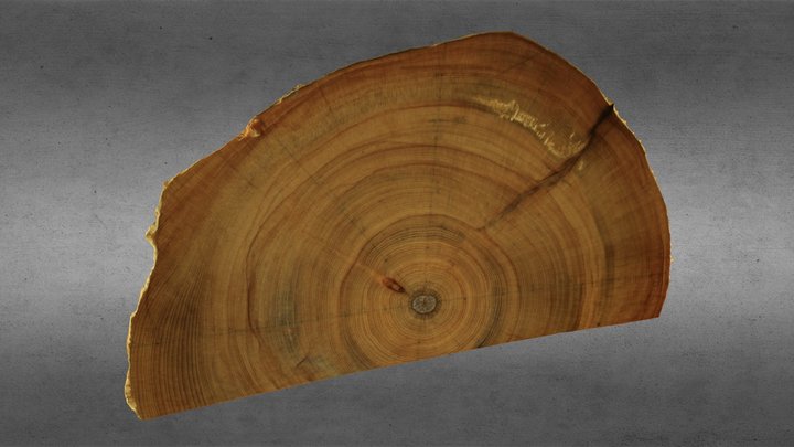 Tree Ring Sample 3D Model