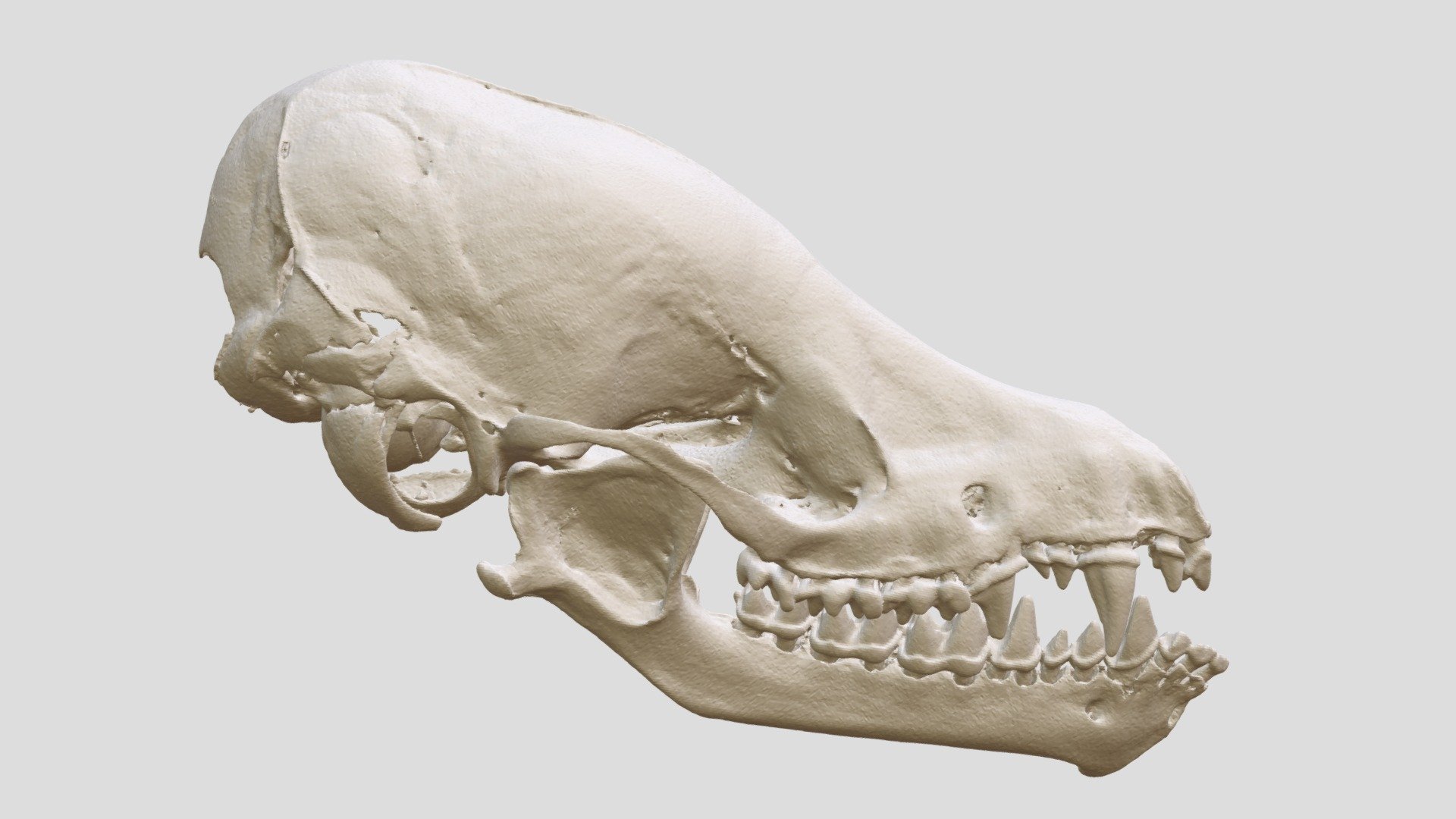 Myotis keaysi (FMNH:Mamm:170277) - 3D model by Biodiversity [3bf6b95 ...