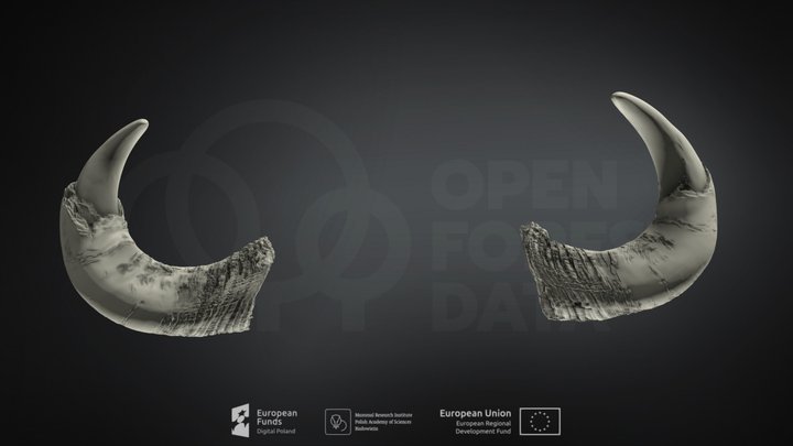 European bison horns – Kostenloses 3D-Modell STL