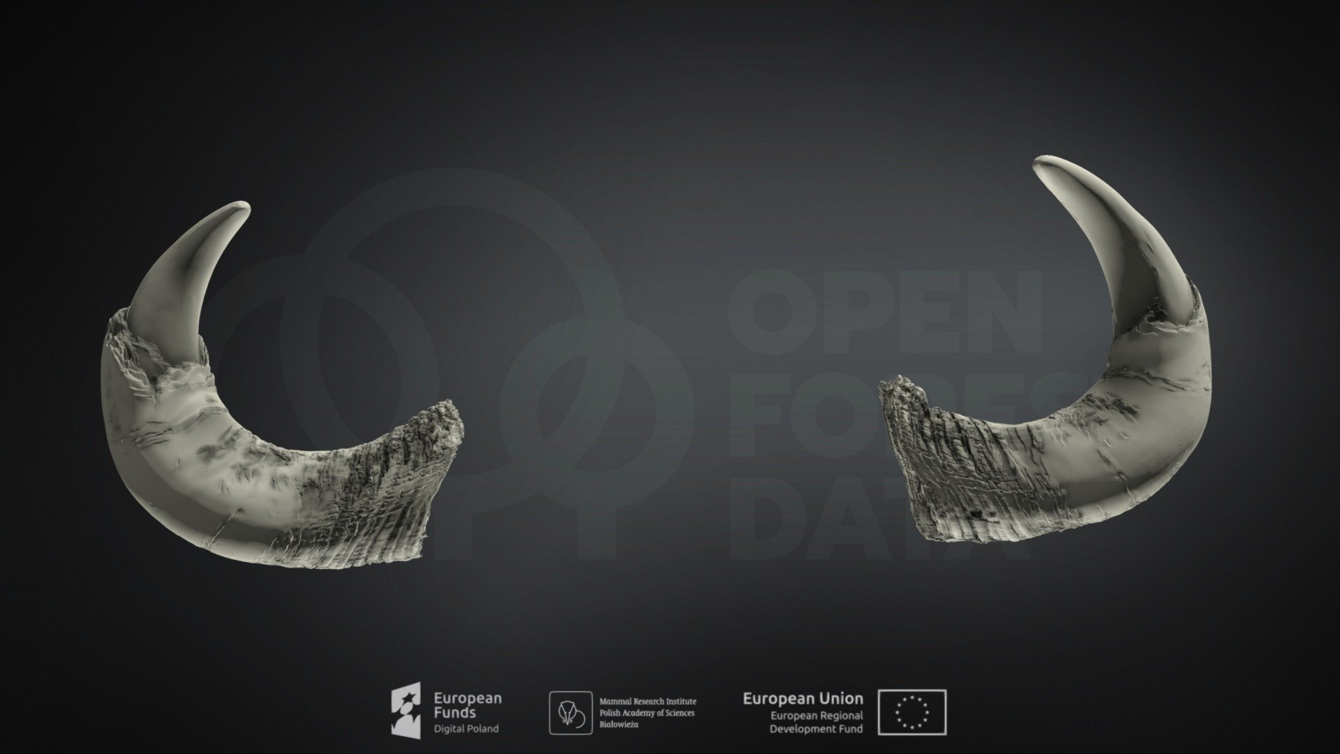 European bison horns
