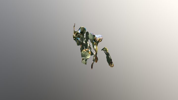 Kaktus Figa 3D Model
