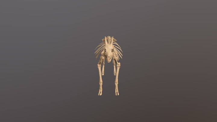 Myotragus balearicus 3D Model