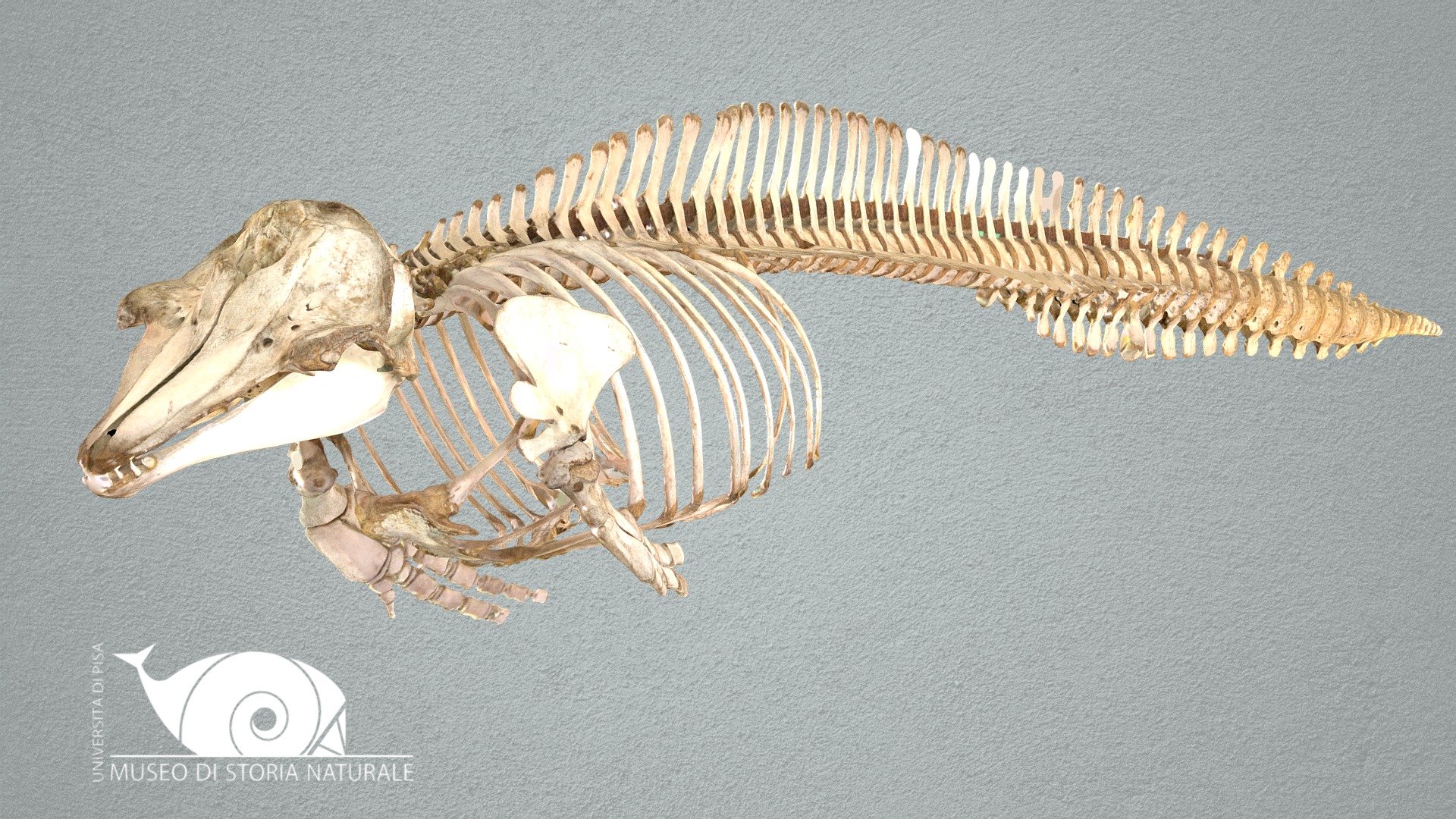 Risso's dolphin - 3D model by Natural History Museum, University of ...