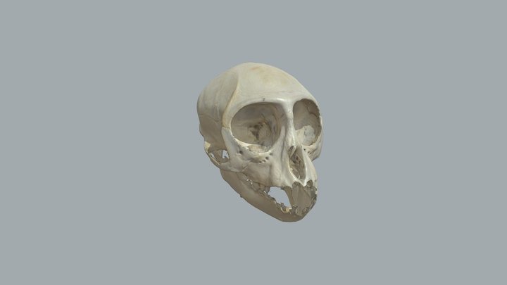 Skull of a capuchin monkey 3D Model