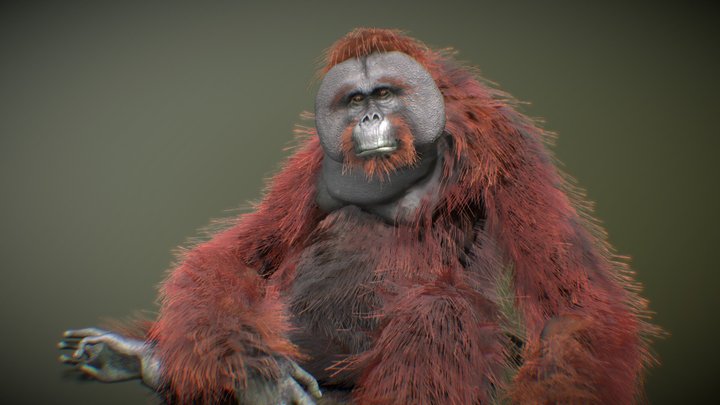 Bornean Orangutan ♂ 3D Model