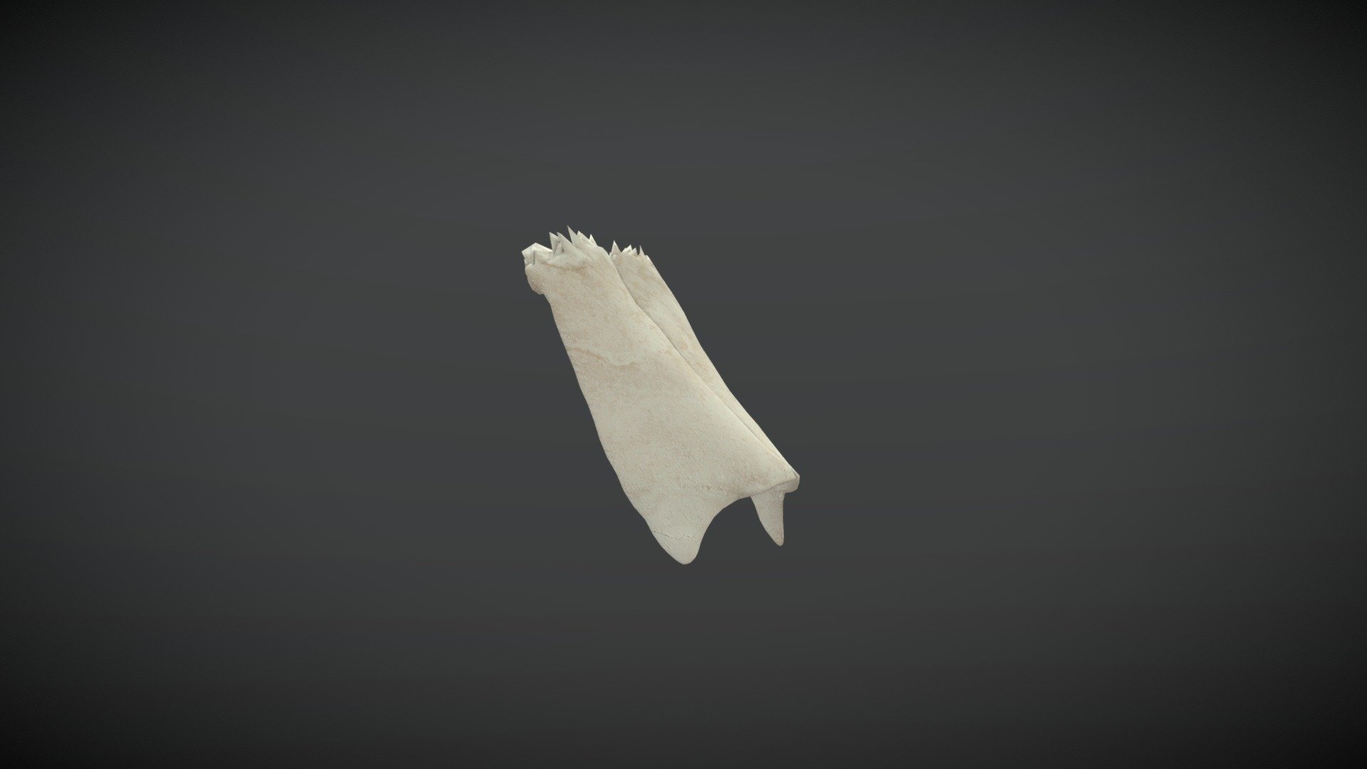 Nasal bone / hueso nasal