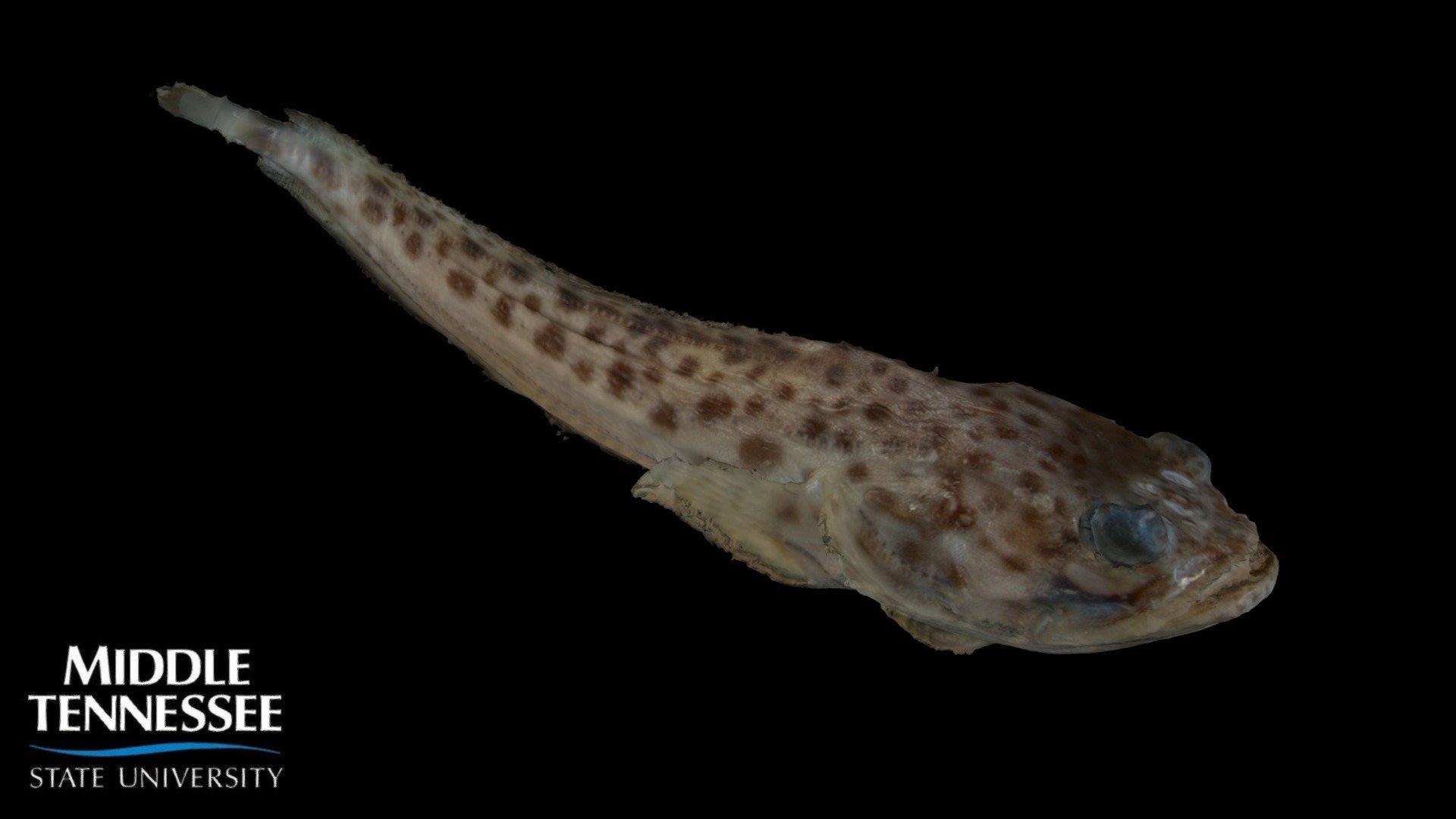 Atlantic Midshipman - Porichthys plectrodon
