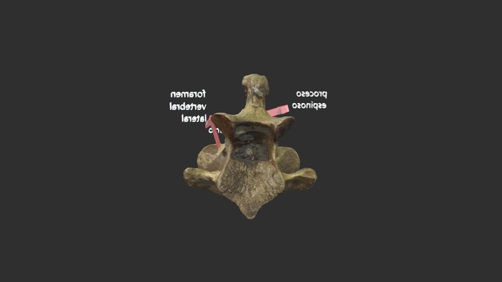 Axis equino 3D Model