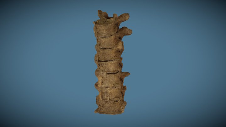 PAY368 DISH Thoracic Vertebrae 3D Model