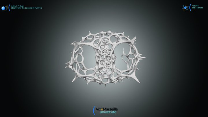 Radiolaria - Tetrapyle octacantha 1 3D Model
