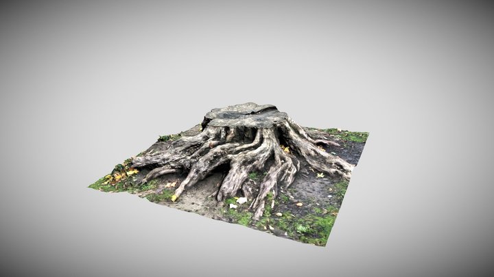 Tree Stump 3D Scan 3D Model