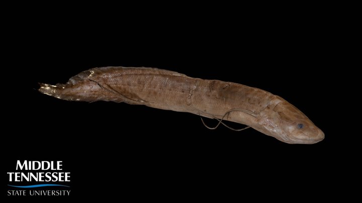African Lungfish - Protopterus annectens 3D Model