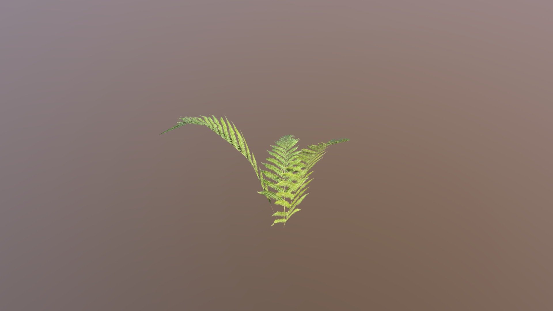 Fern3 - 3D model by sskjellestad [3c11926] - Sketchfab