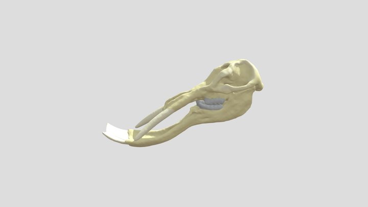 Platybelodon grangeri skull 3D Model