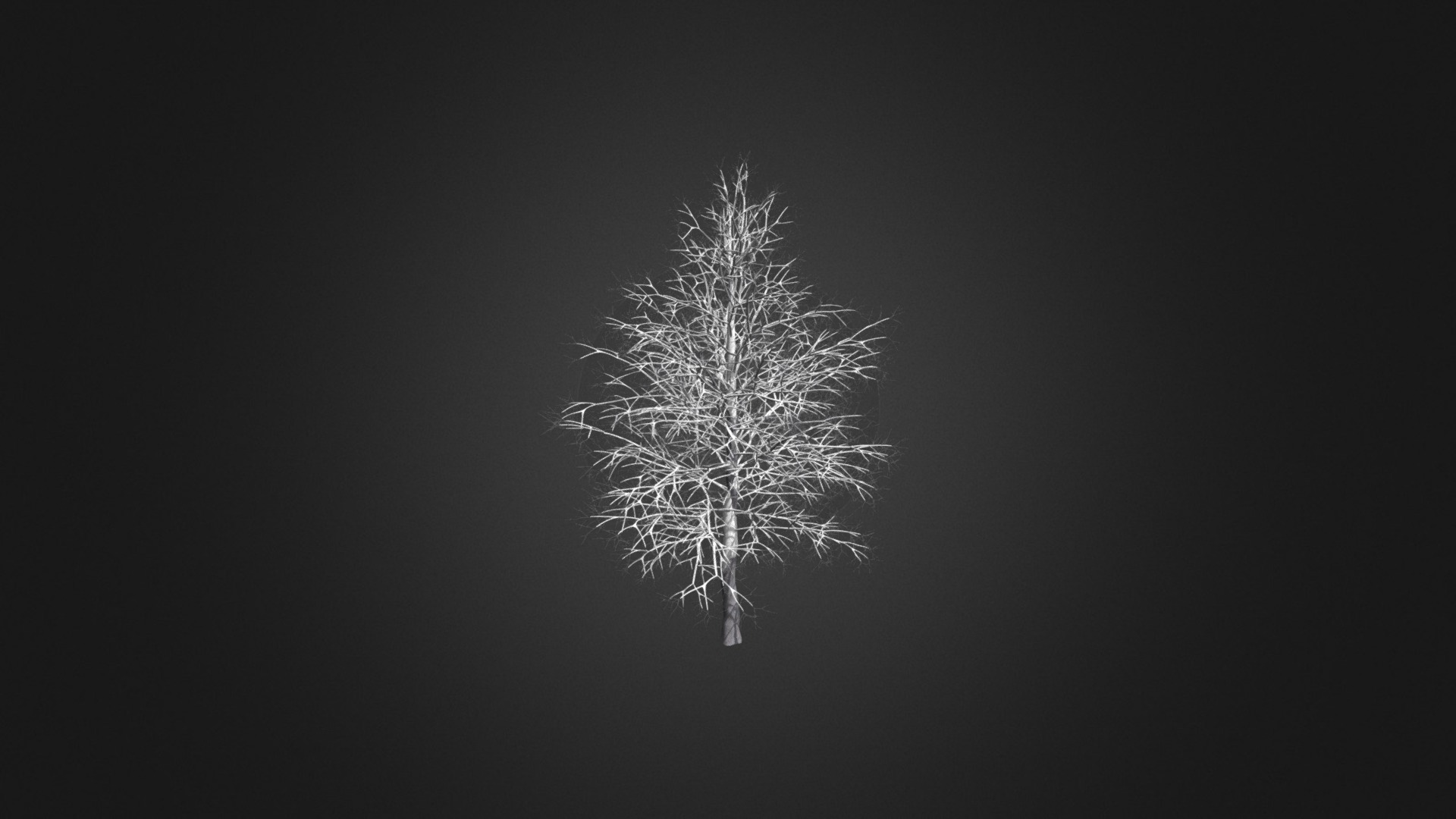 3D model American Sweetgum with Snow 3D Model 6.3m - This is a 3D model of the American Sweetgum with Snow 3D Model 6.3m. The 3D model is about a white and black fireworks display.