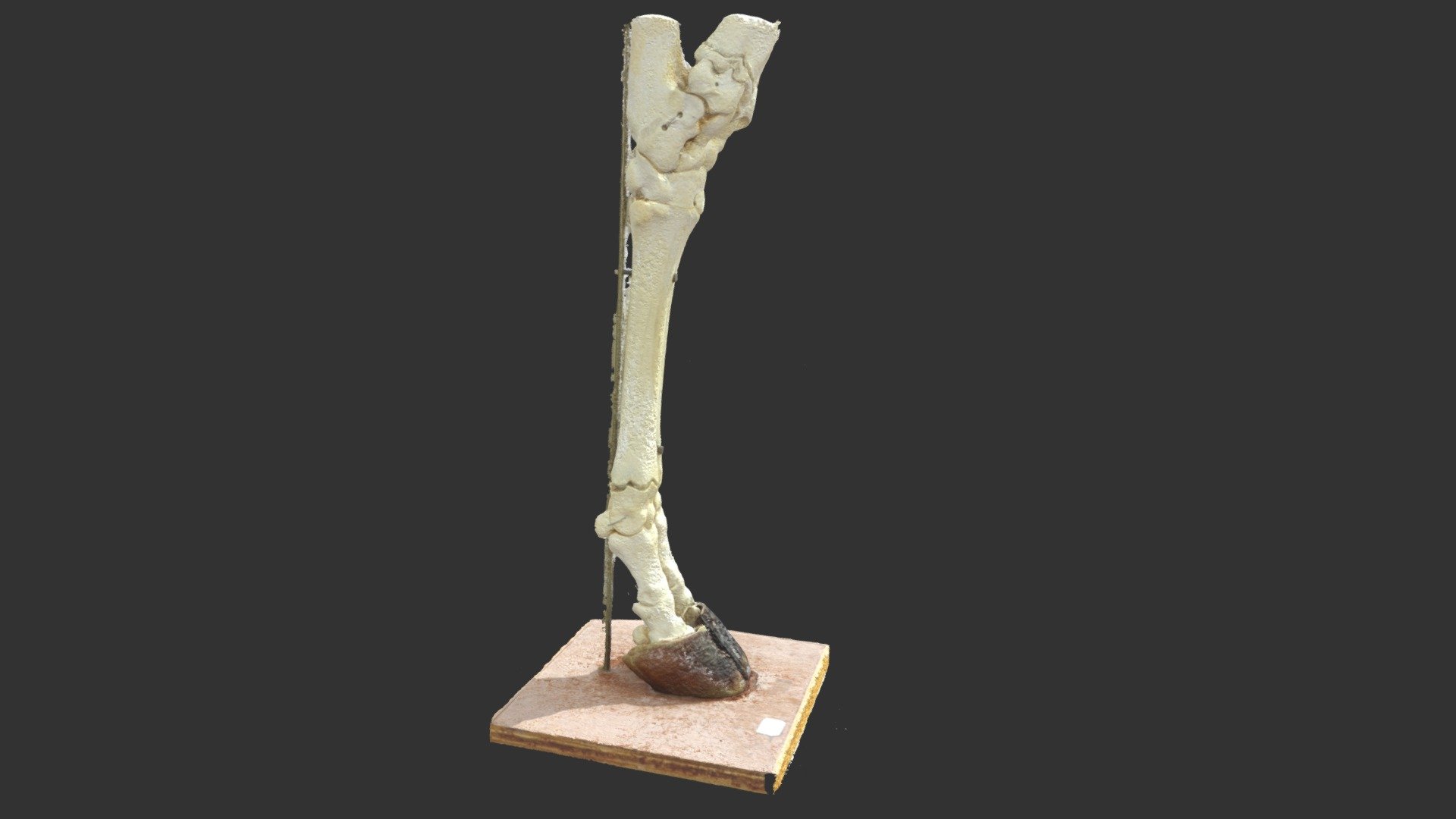 Membre postérieur droit de vache — Sketchfab embed 3D viewer