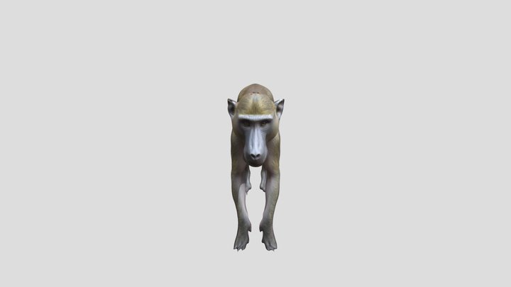 olive baboon 3D Model