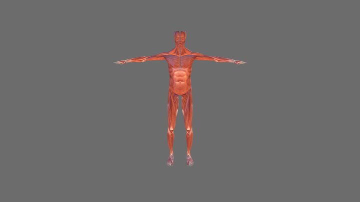 muscle 3D Model