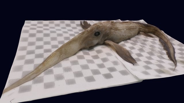 Straightnose Rabbitfish 3D Model