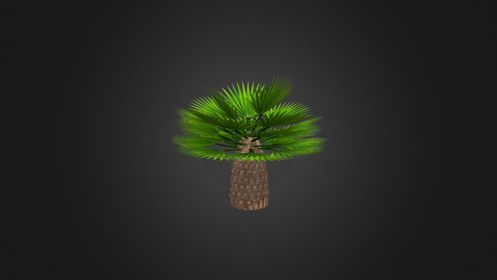 European fan palm tree 3D Model