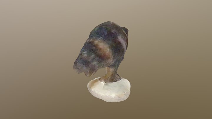Shell 3D Model